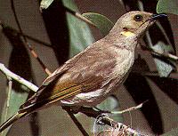 Chbird33.JPG (10181 bytes)